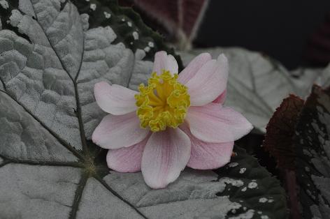 B. ‘West Texas Blizzard’